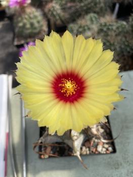 Astrophytum capricorne